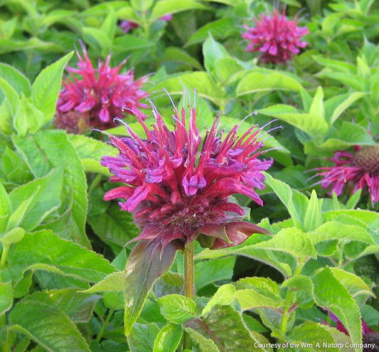 Monarda d. 'Grand Marshall' -Ship Only