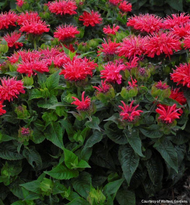 Monarda d. 'Pardon My Cerise' -Ship Only