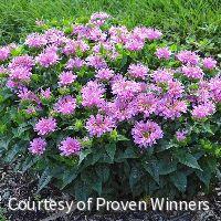 Monarda d. 'Pardon My Lavender II' -Ship Only