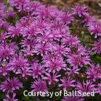 Monarda 'Leading Lady Amethyst' -Ship Only