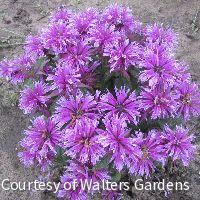 Monarda 'Leading Lady Orchid' -Ship Only