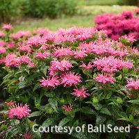 Monarda 'Leading Lady Pink' -Ship Only