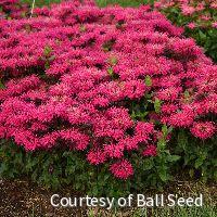 Monarda 'Leading Lady Razzberry' -Ship Only
