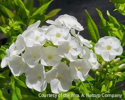 Phlox p. Luminary™ 'Backlight' -Ship Only