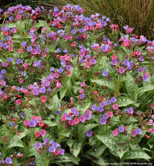 Pulmonaria 'Dark Vader' -Ship Only