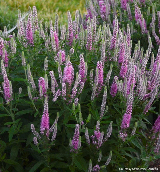 Veronica Magic Show® 'Pink Potion' -Ship Only