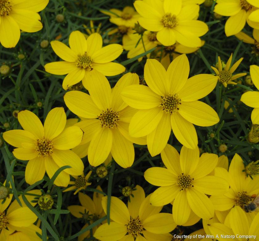 Coreopsis v. 'Zagreb' -Ship Only