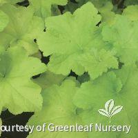 Heuchera 'Guacamole' -Ship Only