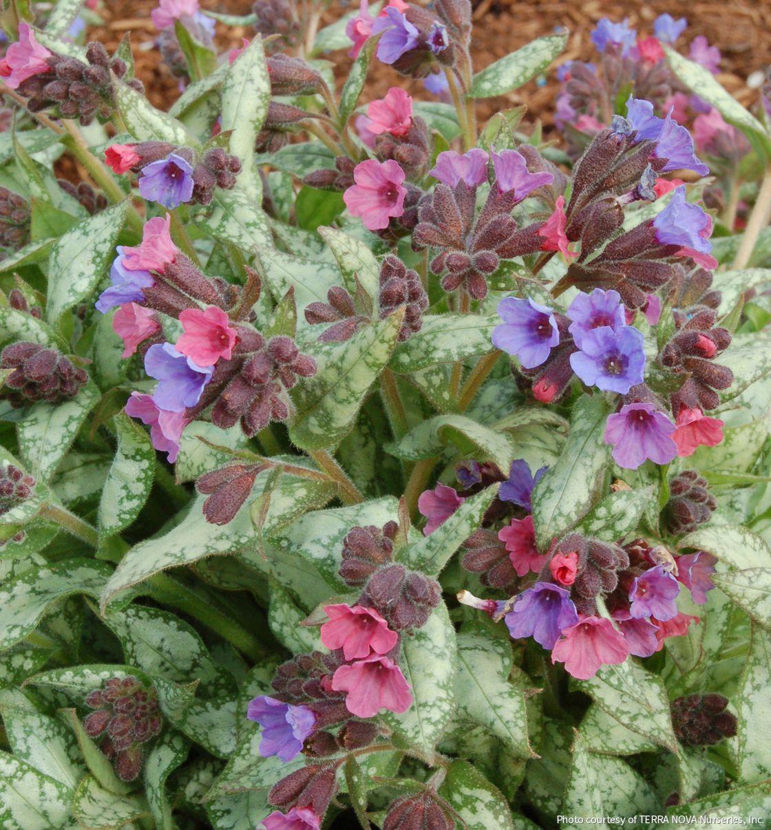 Pulmonaria 'High Contrast' -Ship Only