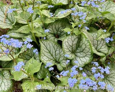 Brunnera m. 'Jack Frost' -Ship Only
