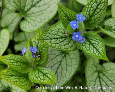 Brunnera m. 'Queen of Hearts' -Ship Only
