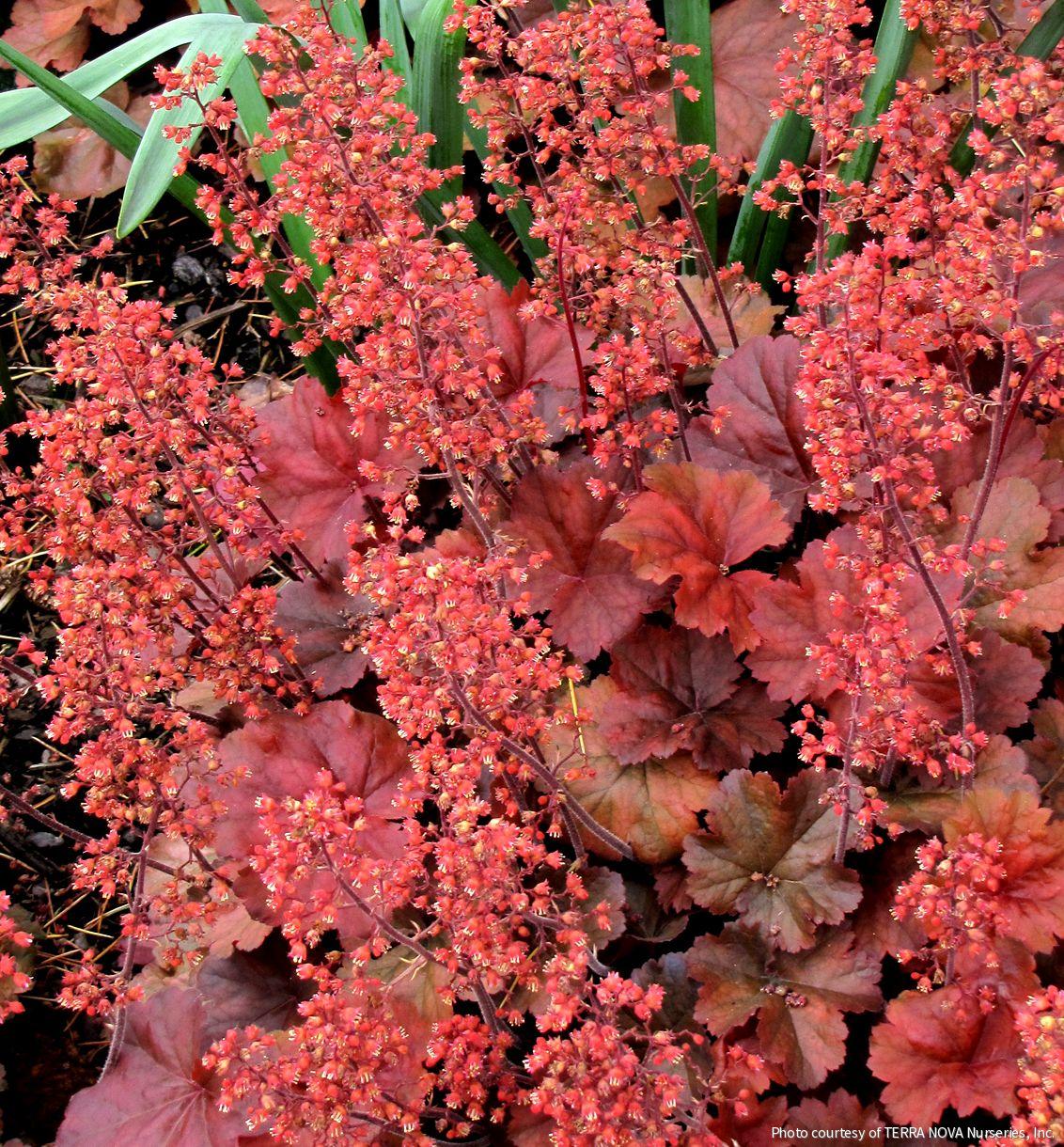 Heuchera 'Cherry Cola' -Ship Only