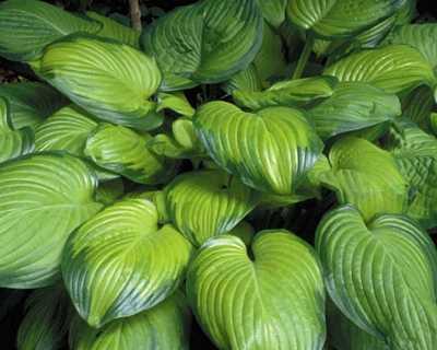 Hosta 'Guacamole' -Ship Only
