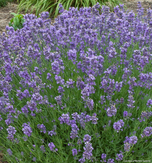 Lavandula a. 'Munstead' -Ship Only