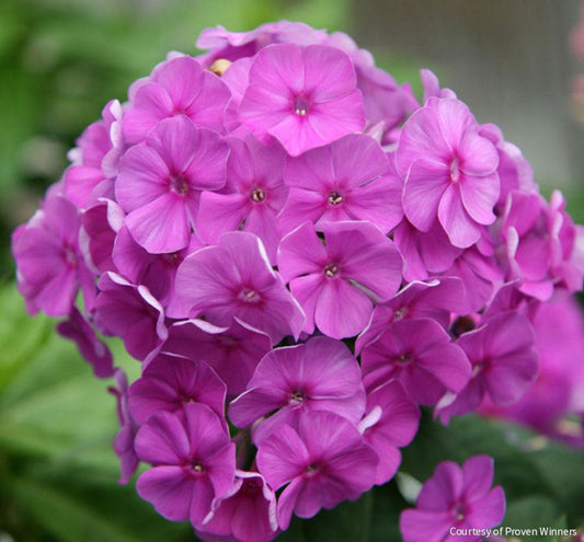 Phlox p. 'Flame Purple Imp' -Ship Only