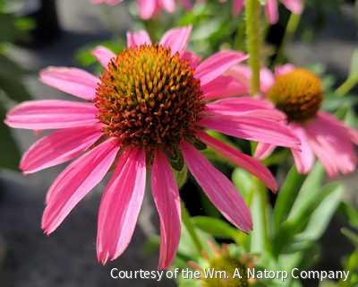 Echinacea Pixie Meadowbrite™ -Ship Only