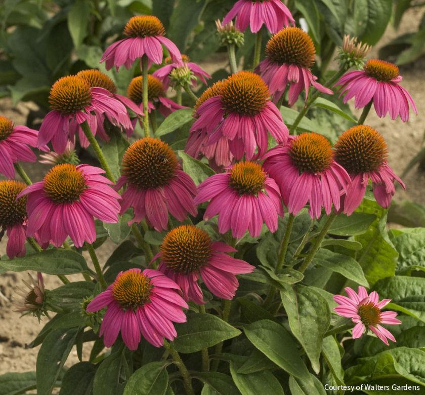 Echinacea p. 'PowWow Wildberry' -Ship Only