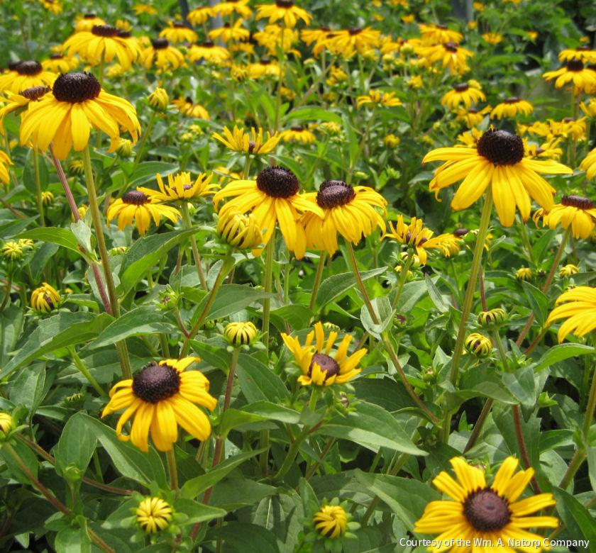 Rudbeckia f. 'Goldsturm' -Ship Only