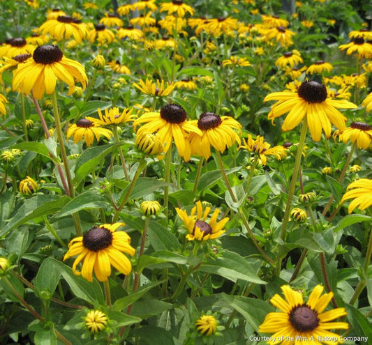 Rudbeckia f. 'Goldsturm' -Ship Only