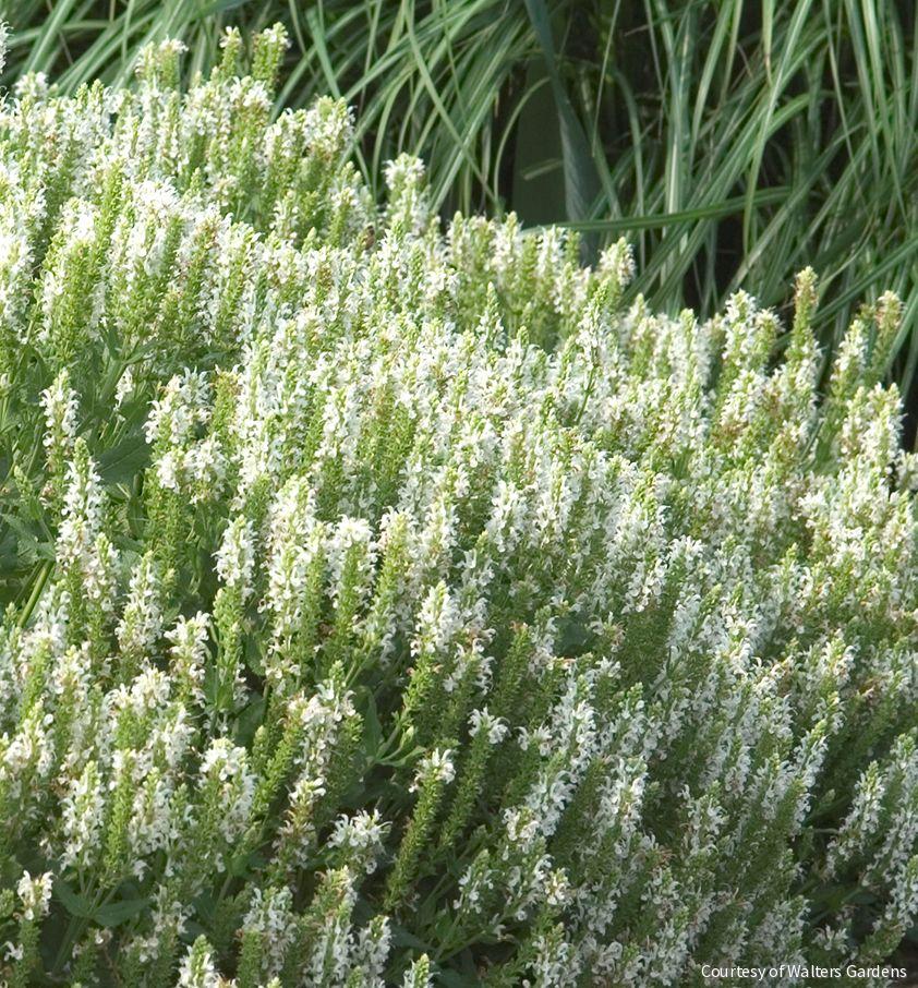 Salvia n. 'Snowhill' -Ship Only