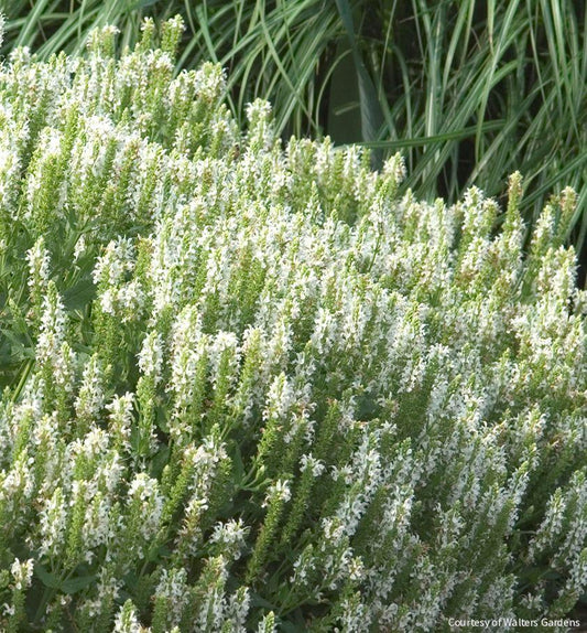 Salvia n. 'Snowhill' -Ship Only