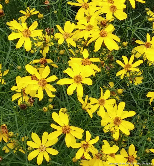 Coreopsis v. 'Mayo Clinic Flower of Hope -Ship Only