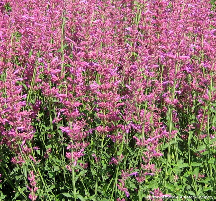 Agastache 'Heatwave' -Ship Only