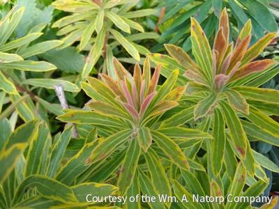 Euphorbia x m. 'Ascot Rainbow' -Ship Only