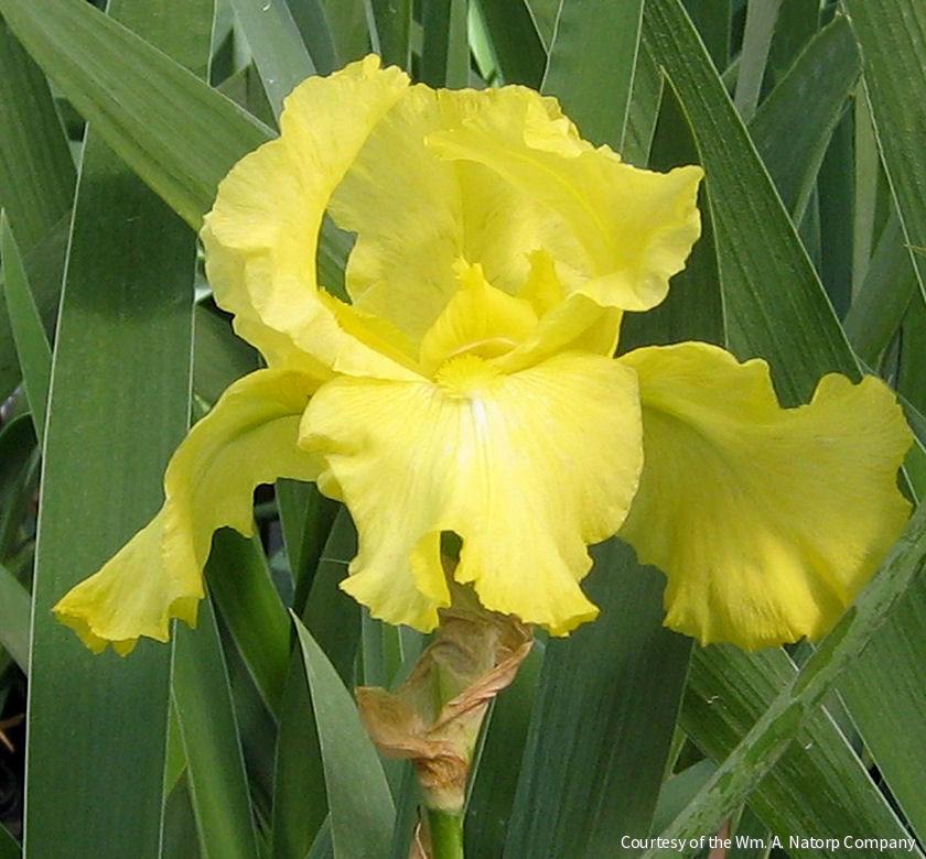 Iris g. 'Harvest of Memories' (Rebloom) -Ship Only