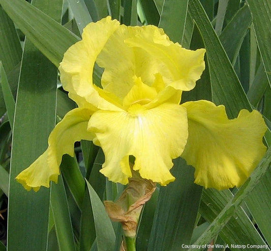 Iris g. 'Harvest of Memories' (Rebloom) -Ship Only