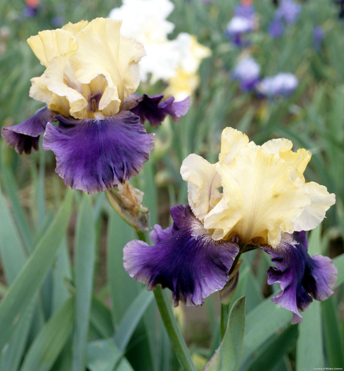 Iris g. 'Jurassic Park' (Rebloom) -Ship Only