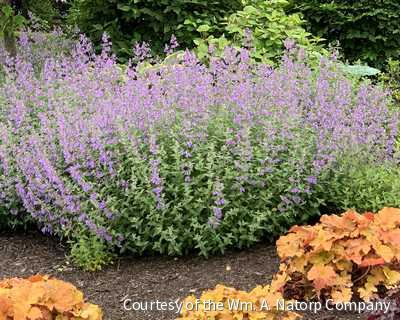 Nepeta 'Walker's Low' -Ship Only