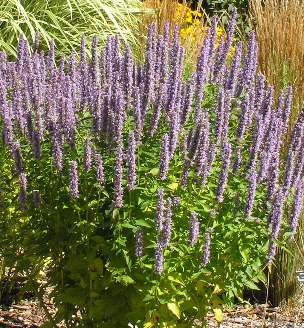 Agastache 'Blue Fortune' -Ship Only