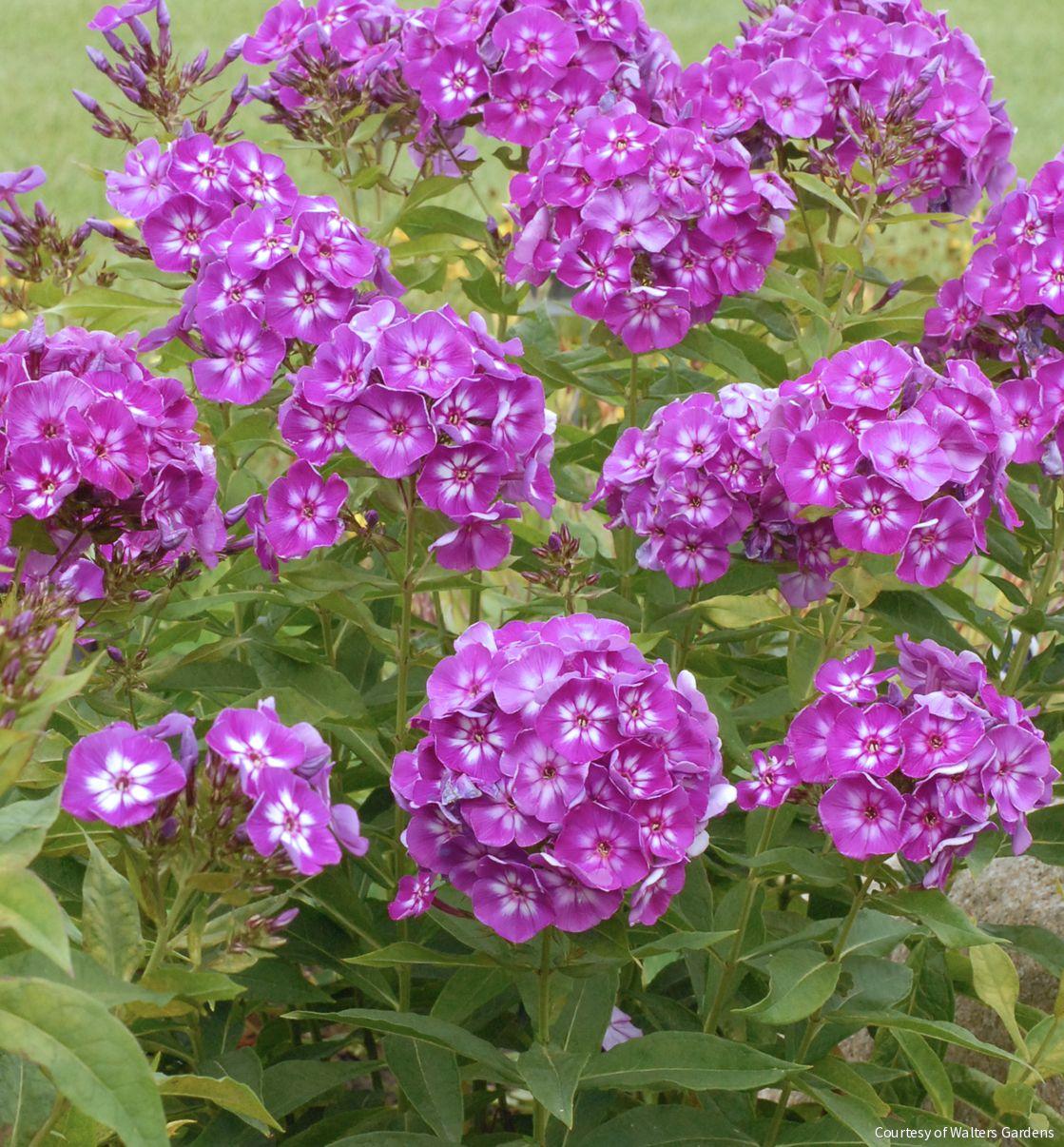 Phlox p. 'Laura' -Ship Only