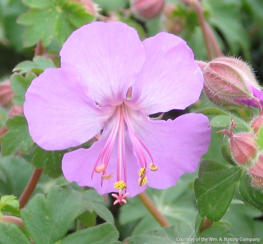Geranium x c. 'Karmina' -Ship Only