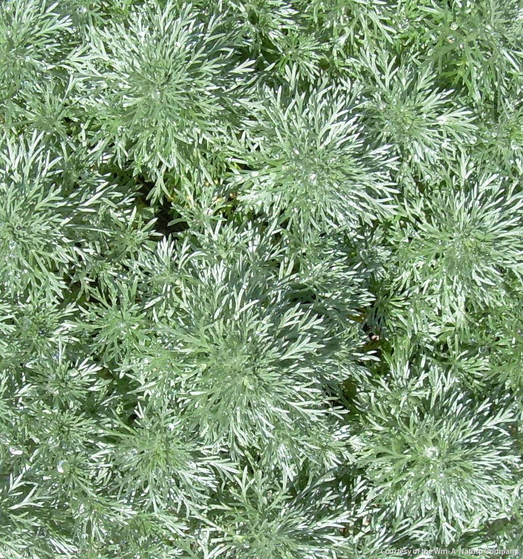 Artemisia 'Silver Mound' -Ship Only