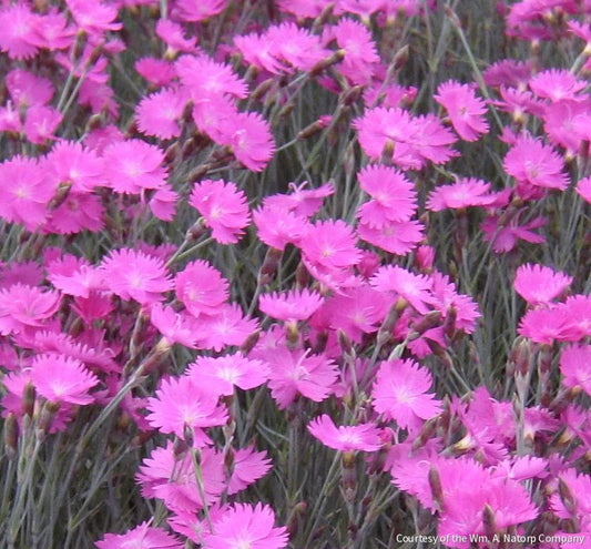 Dianthus g. 'Firewitch' -Ship Only