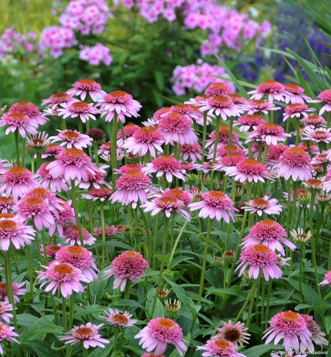 Echinacea p. 'Butterfly Kisses' -Ship Only