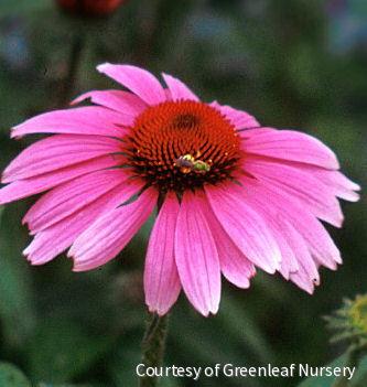 Echinacea p. 'Magnus' -Ship Only