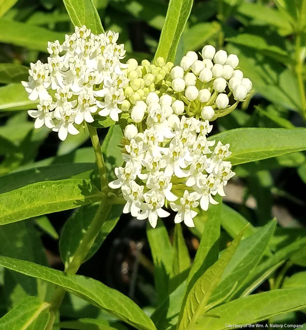 Asclepias i. 'Ice Ballet' -Ship Only