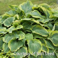 Hosta 'Earth Angel' -Ship Only
