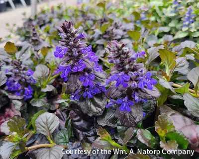 Ajuga r. 'Black Scallop' -Ship Only