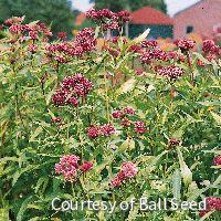 Asclepias i. 'Soulmate' -Ship Only