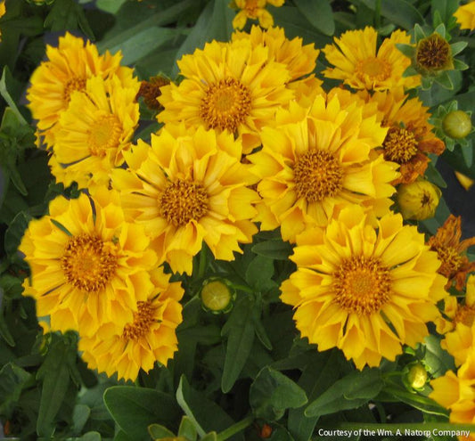 Coreopsis 'Jethro Tull' -Ship Only