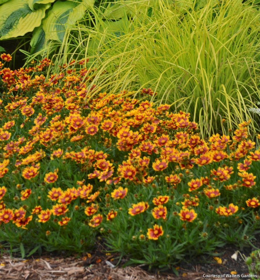 Coreopsis Li'l Bang™ 'Daybreak' -Ship Only