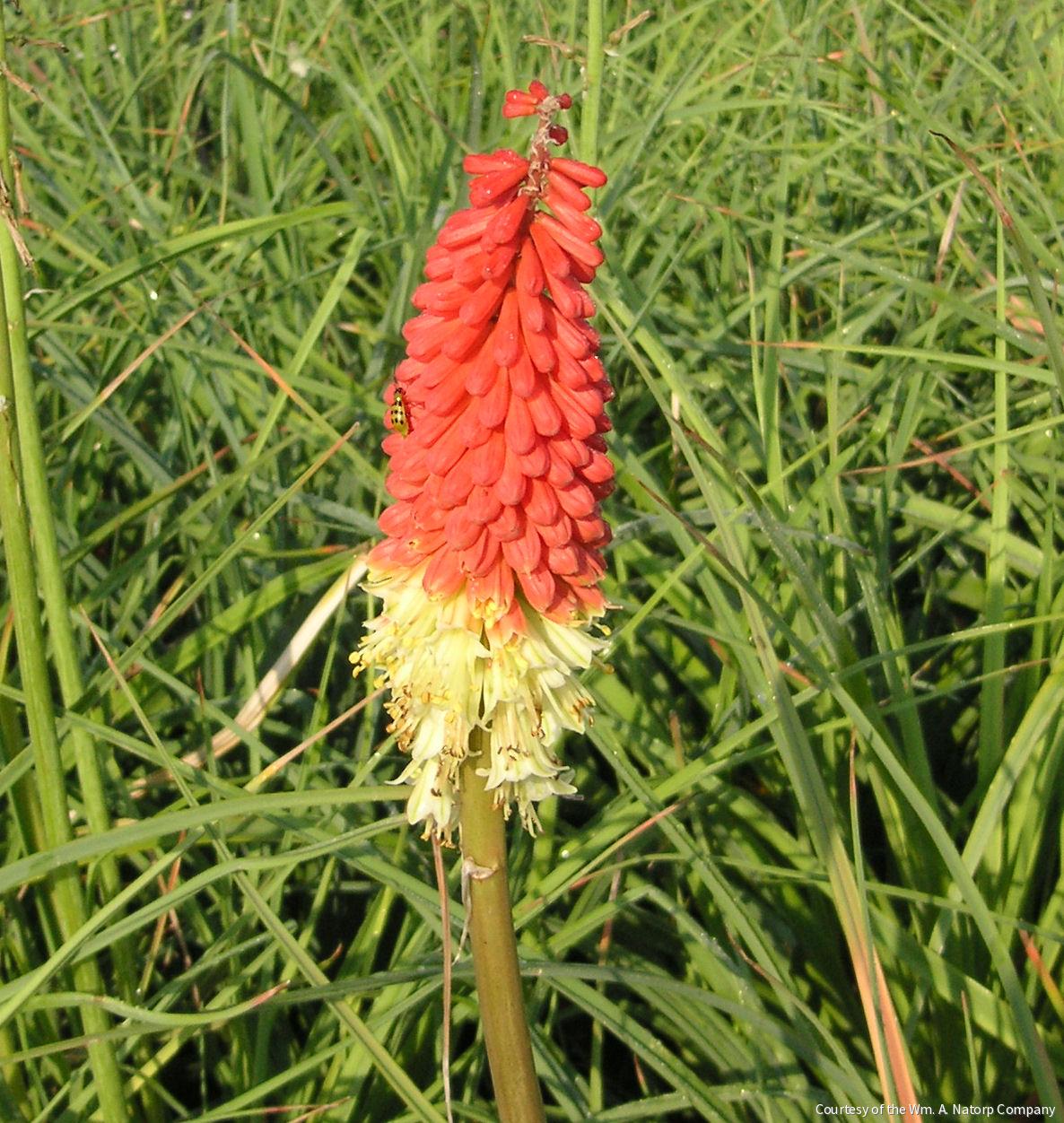 Kniphofia 'Flamenco' -Ship Only