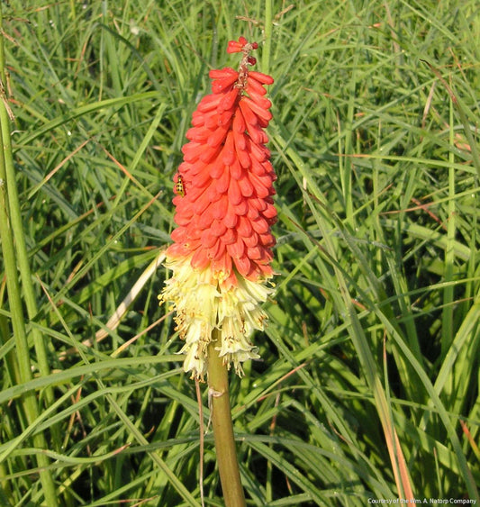 Kniphofia 'Flamenco' -Ship Only