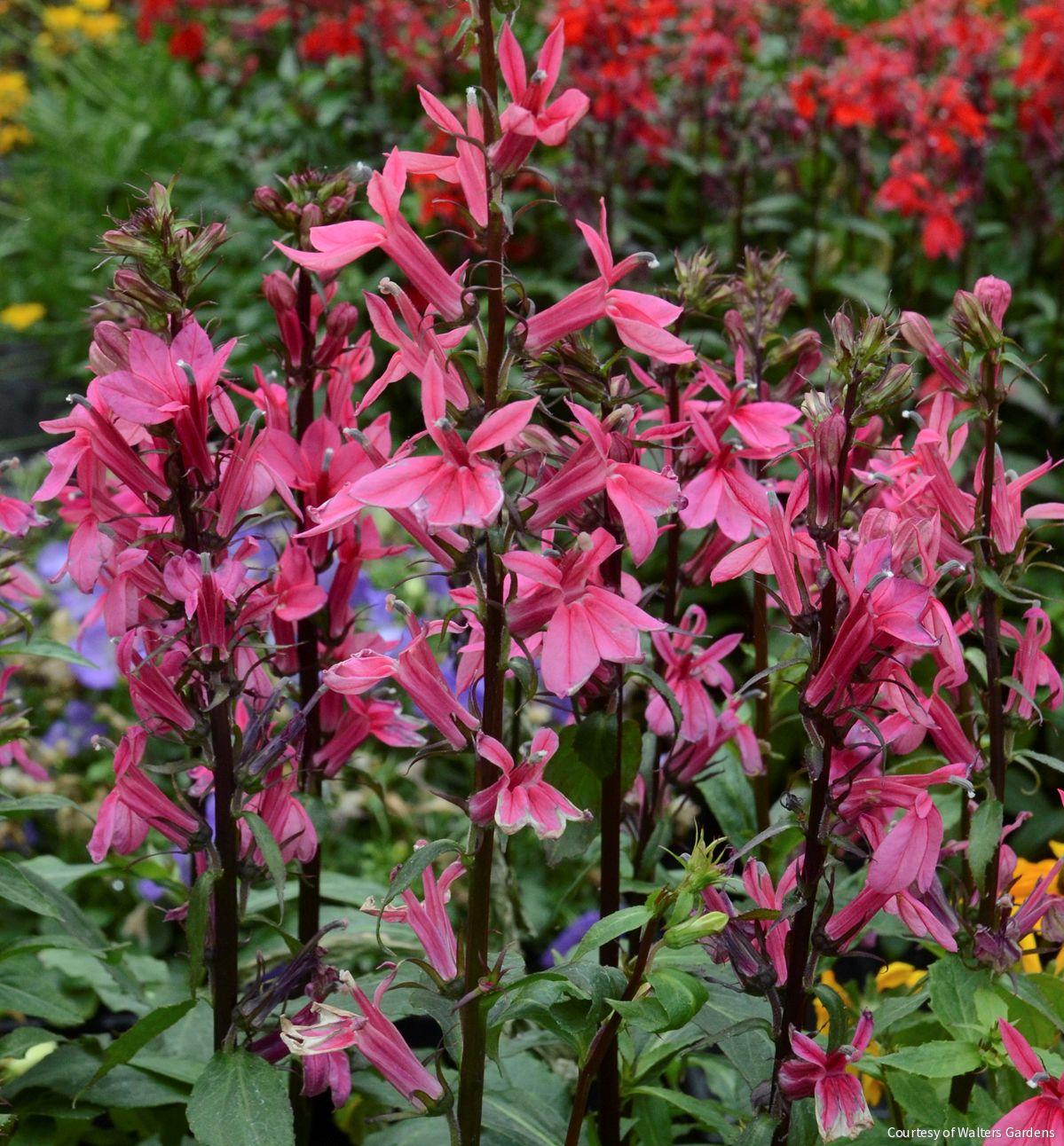 Lobelia 'Starship Deep Rose' -Ship Only