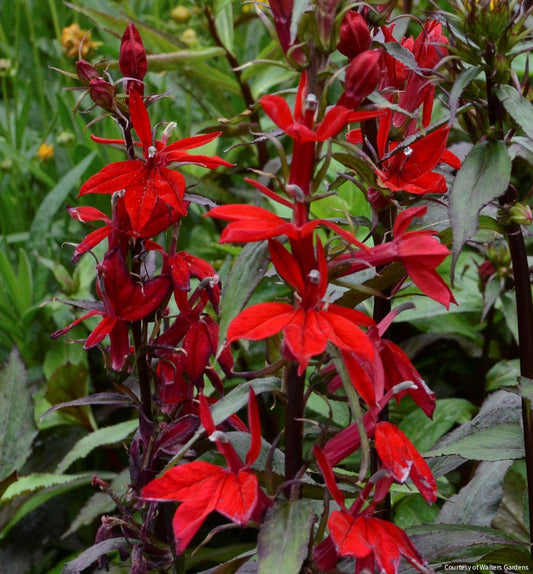 Lobelia 'Vulcan Red' -Ship Only