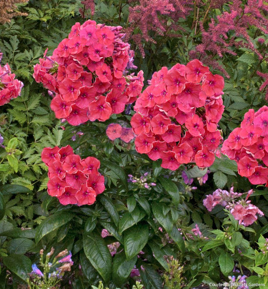 Phlox p. 'Flame Coral Imp' -Ship Only